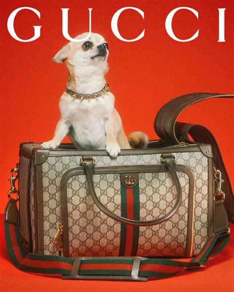 gucci tijger pet|gucci dogs for sale.